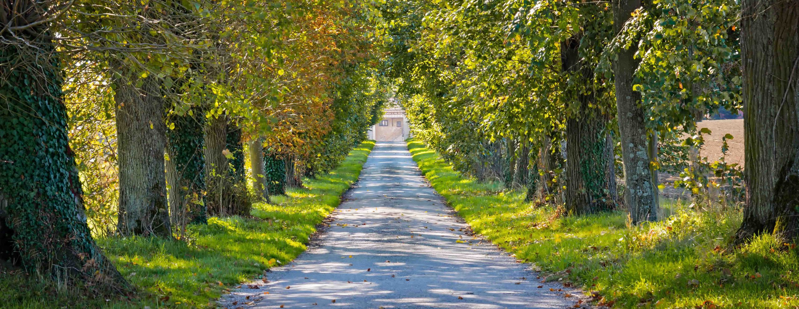 20190910_LFM_Website_Home_pixabay2019autumn-lean-2850832_ps_bearbeitet