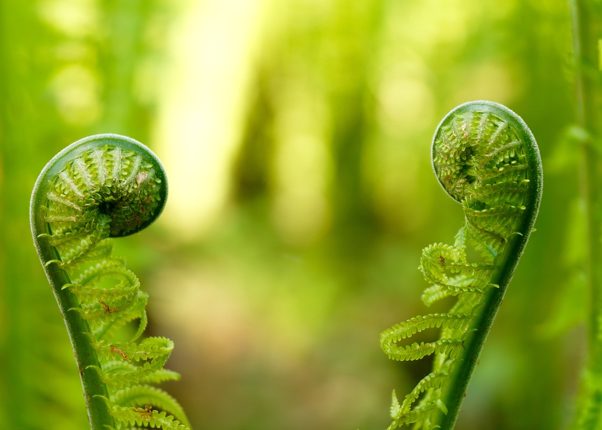 20190911_LFM_Website_ Home_Individualität-Pixabay suju fern-2332270_1920_ps