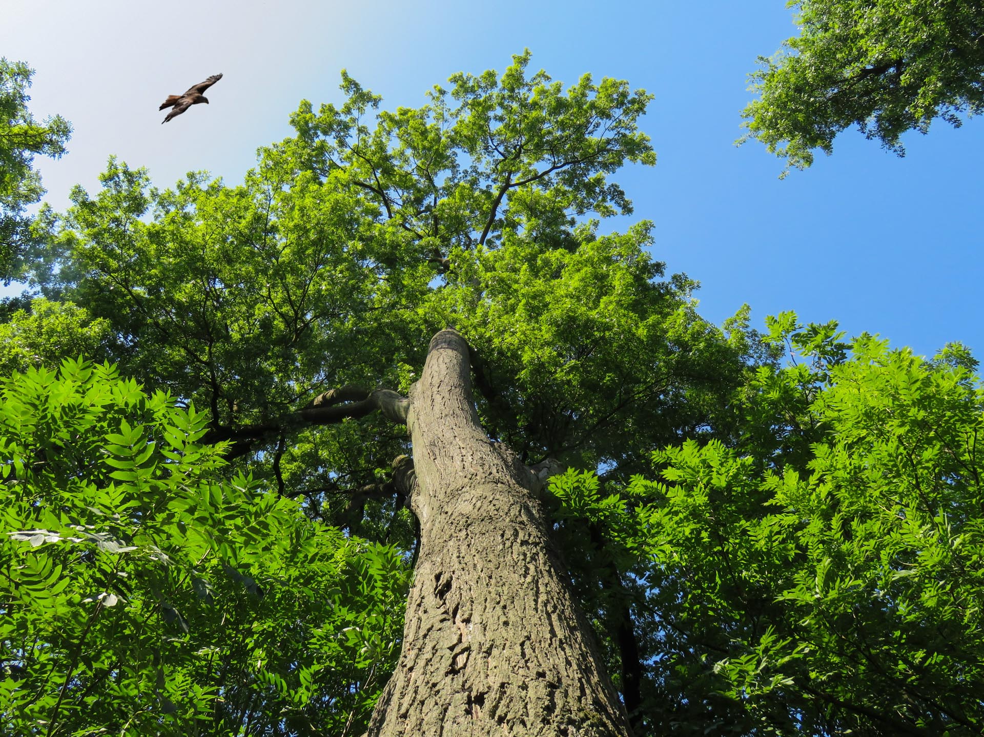 20190919_LFM_Website Home Pixabay Gellinger nature-2677558_PS_bearbeitet